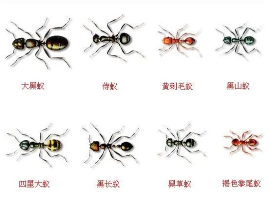蚂蚁种类有哪些-蚂蚁种类多样性强